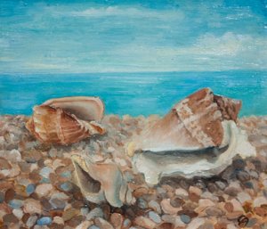 Drei Muscheln