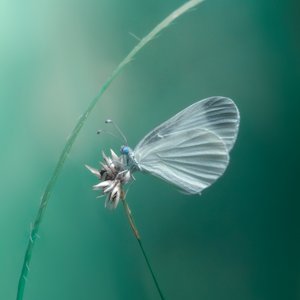 Zarter Weißer Schmetterling