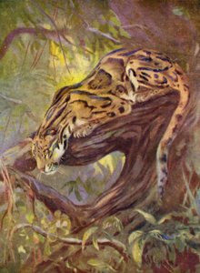 Im Zoo: Nebelparder von Cuthbert Edmund Swan
