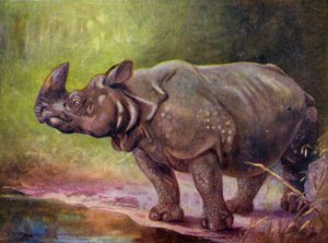 Im Zoo: Nashorn von Cuthbert Edmund Swan