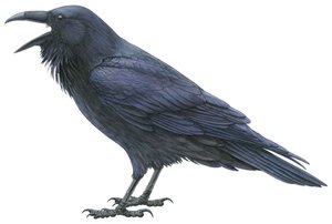 Kolkrabe