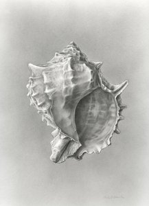 Studie einer Muschelschale von Damstra Emily
