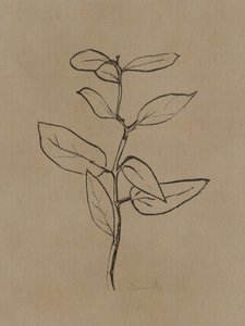 Eukalyptus Setzling von Dan Hobday