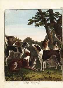 Ein Rudel Füchse vor der Jagd