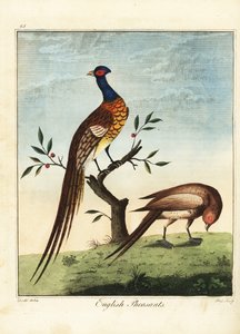 Englische Fasane, männlich und weiblich. 1792 (Gravur)