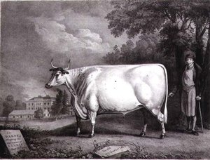 Der Baron, ein preisgekrönter Shorthorn (Die Nannau Weiße Kuh) graviert von Charles Joseph Hullamandel (1789-1850) 1824 von Daniel Clowes