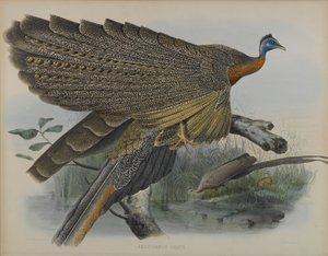 Argusianus Grayii von Daniel Giraud and Gould John Elliott