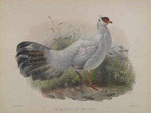Crossoptilon Drouynii von Daniel Giraud and Gould John Elliott