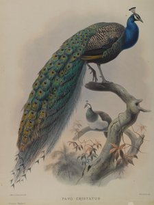 Pavo Cristafus - Gemeiner Pfau von Daniel Giraud and Gould John Elliott