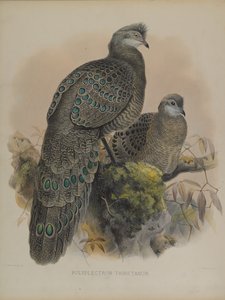 Polyplectron Tibetanum von Daniel Giraud and Gould John Elliott