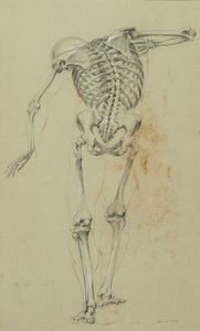 Skelettstudie, ca. 1848 von Daniel Huntington
