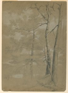 Studie von Hemlock und Buche, Weißer See von Daniel Huntington