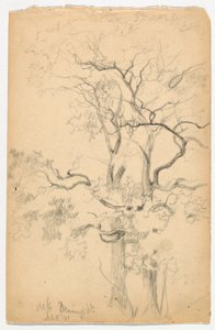 Studie von Eichen bei Dennings Point von Daniel Huntington