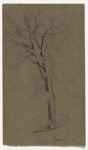 Studie einer Ulme von Daniel Huntington