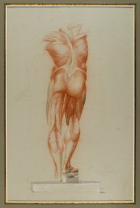 Écorché (Figurenstudie der Muskulatur), ca. 1848