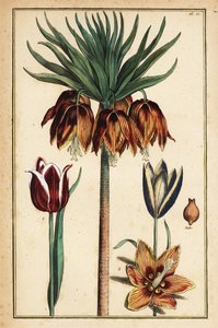 Kaiserkrone, Fritillaria imperialis, und Tulpen, Tulipa gesneriana von Daniel Rabel