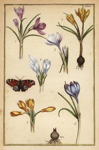 Frühlings-Krokus, Crocus vernus, und Tagpfauenauge, Aglais io von Daniel Rabel