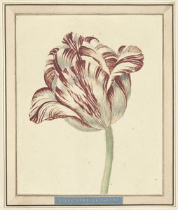 Tulpe, mit dem Namen Bisar, Kardinal de Fleuri von Daniël Marot (II)