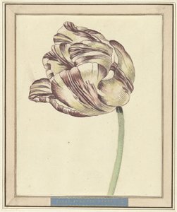 Tulpe, mit dem Namen Bisar, Staaten Generaal von Daniël Marot (II)