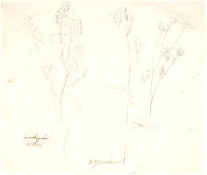 Pflanzenstudien von Dankvart Dreyer