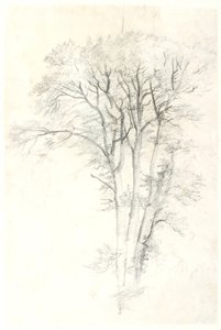 Baumstudie von Dankvart Dreyer