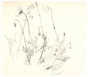 Mohnblumen von Dankvart Dreyer