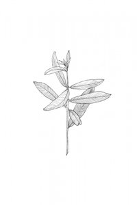 Elegante botanische Blätter
