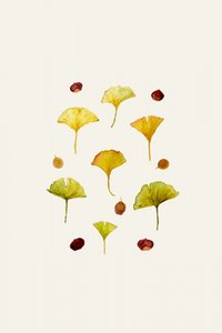 Ginkgo-Blätter und Samen