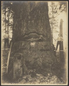 17 Fuß Durchmesser Tannenbaum bei McMurray, Wash.