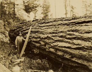 Holzfäller, Quersäge und gefällter Baum