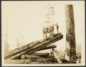 [Holzfäll-/Holzszene]