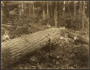 Holzfällerszene
