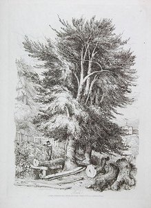 Buche Nr. 18, Illustration aus Progressive Lessons on Landscape for Young Beginners, 1816 (Weichgrundradierung)