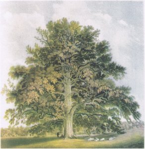 Kopfweiden, Natur in Großbritannien, veröffentlicht von Collins, 1946