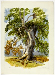 Knotiger Baum von David Hall McKewan