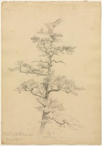 Kiefer, Conway, New Hampshire (recto), Landschafts- und Baumstudien (verso), ca. 1851 von David Johnson