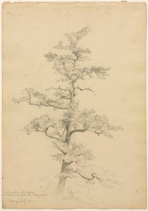 Kiefer, Conway, New Hampshire, ca. 1851 von David Johnson