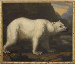Eisbären
