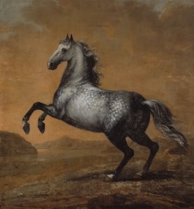 Der kleine Engländer, Pferd von König Karl XI. (1655-97) von David Klöcker Ehrenstrahl