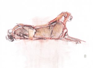Gepard aufmerksam