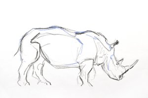Weißes Nashorn von David Mayer