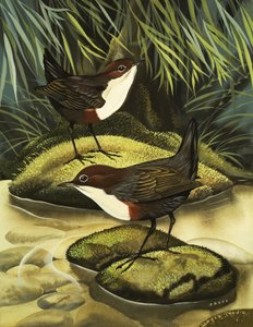 Die Wasseramsel, auch bekannt als Wasseramsel
