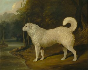 Porträt eines Hundes, Ross von David of York Dalby