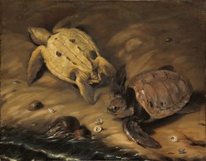 Schildkröte von David von Krafft