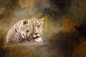 Leopardenfamilie Zärtlichkeit