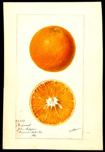 Orangen. Citrus sinensis: Nonpareil