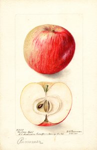 Rimmer-Äpfel (Malus domestica) von Deborah Griscom Passmore