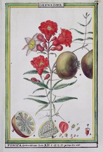 Granatapfelbaum, aus Florindie ou Historie physico-economique des vegetaux de la Torride, 1789