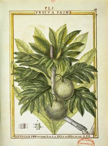 Brotfrucht (Artocarpus altilis), Aquarell von Delahaye