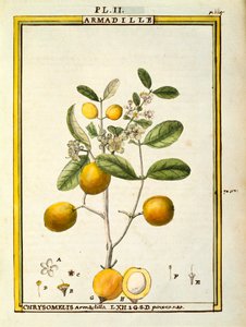 Chrysomelis Armadilla, Aquarell von Delahaye